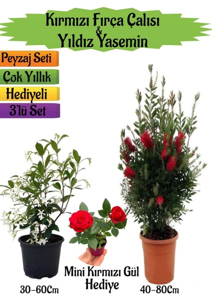 Kırmızı Fırça Çalısı+Kokulu Yıldız Yasemin+Mini Gül Hediyeli Peyzaj Seti