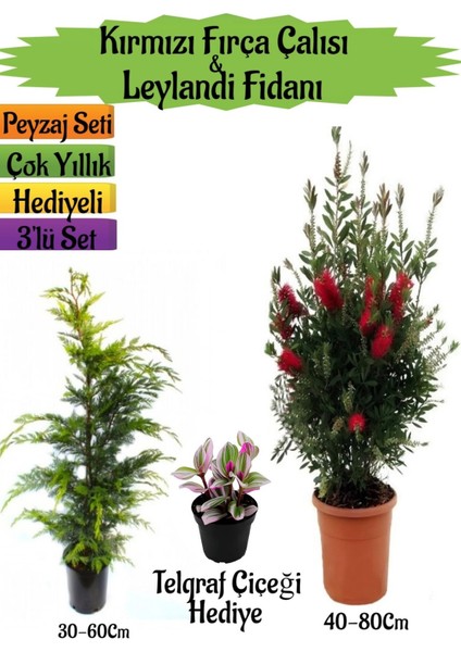 Kırmızı Fırça Çalısı+Leylandi Çam Fidanı+Telgraf Hediyeli Peyzaj Seti