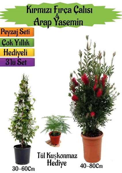 Kırmızı Fırça Çalısı+Kokulu Arap Yasemini+Tül Kuşkonmaz Hediyeli Peyzaj Seti