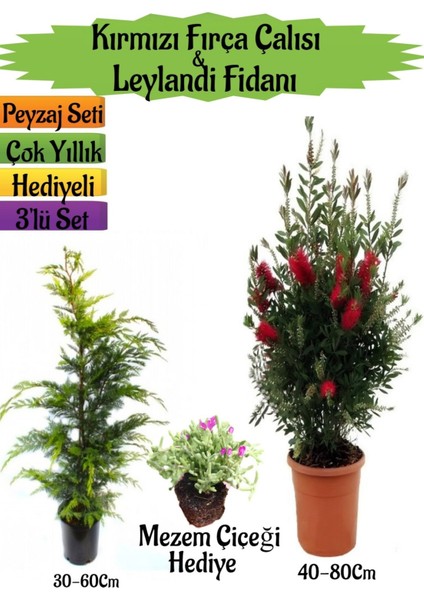 Kırmızı Fırça Çalısı+Leylandi Çam Fidanı+Mezem Çiçeği Hediyeli Peyzaj Seti