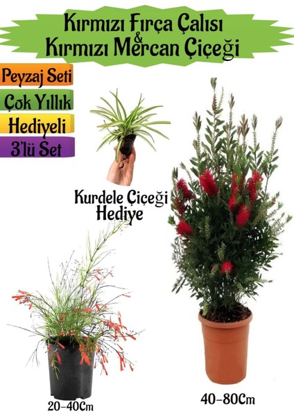 Kırmızı Fırça Çalısı+Kırmızı Mercan Çiçeği+Kurdele Çiçeği Hediyeli Peyzaj Seti