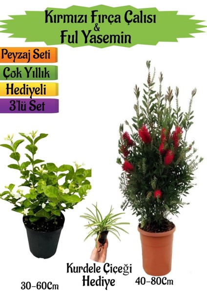 Kırmızı Fırça Çalısı+Kokulu Ful Yasemin+Kurdele Çiçeği Hediyeli Peyzaj Seti