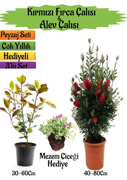 Kırmızı Fırça Çalısı+Alev Çalısı Fidanı+Mezem Çiçeği Hediyeli Peyzaj Seti