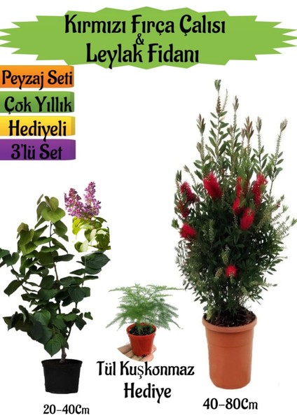 Kırmızı Fırça Çalısı+Kokulu Mor Leylak Fidanı+Tül Kuşkonmaz Hediyeli Peyzaj Seti
