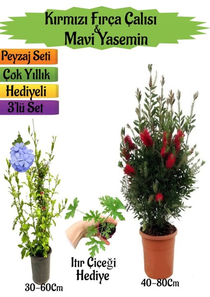 Kırmızı Fırça Çalısı+Mavi Yasemin Çiçeği Fidanı+Itır Çiçeği Hediyeli Peyzaj Seti