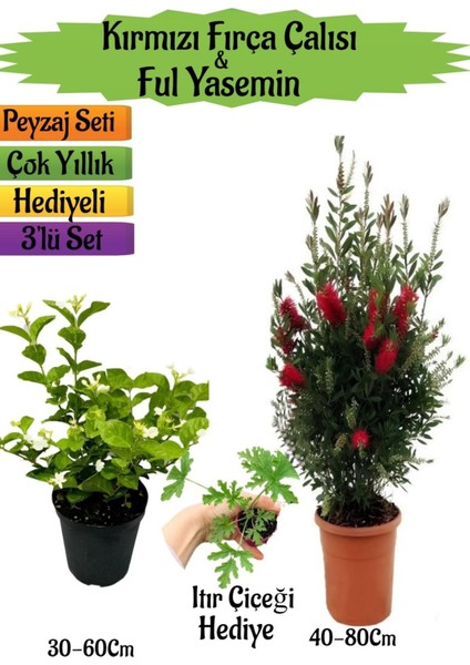 Kırmızı Fırça Çalısı+Kokulu Ful Yasemin+Itır Çiçeği Hediyeli Peyzaj Seti