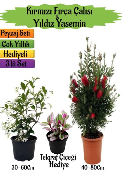 Kırmızı Fırça Çalısı+Kokulu Yıldız Yasemin+Telgraf Çiçeği Hediyeli Peyzaj Seti