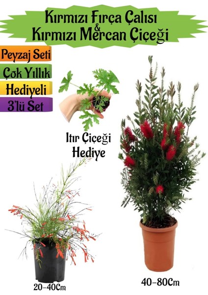 Kırmızı Fırça Çalısı+Kırmızı Mercan Çiçeği+Itır Çiçeği Hediyeli Peyzaj Seti