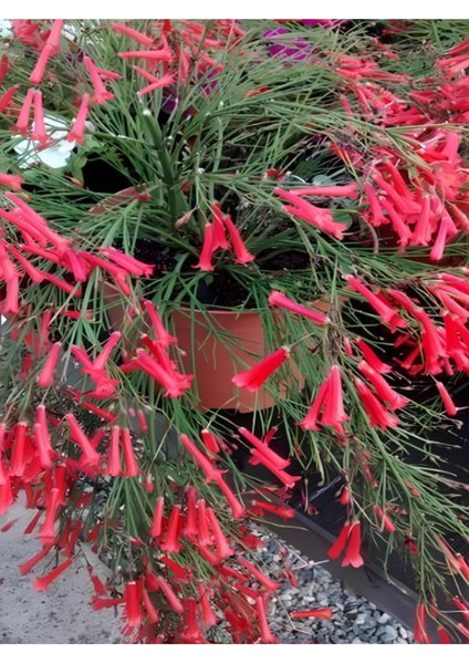 Kırmızı Fırça Çalısı+Kırmızı Mercan Çiçeği+Itır Çiçeği Hediyeli Peyzaj Seti modelleri