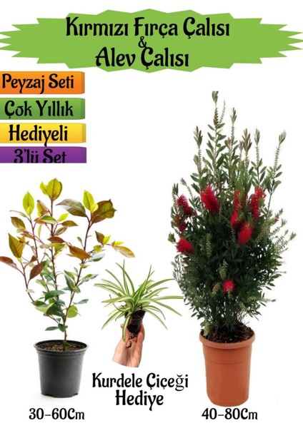 Kırmızı Fırça Çalısı+Alev Çalısı Fidanı+Kurdele Çiçeği Hediyeli Peyzaj Seti