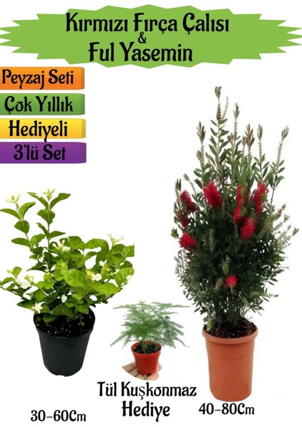 Kırmızı Fırça Çalısı+Kokulu Ful Yasemin+Tül Kuşkonmaz Hediyeli Peyzaj Seti