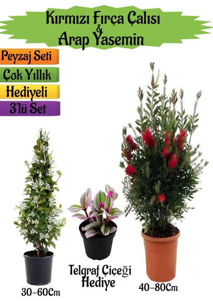 Kırmızı Fırça Çalısı+Kokulu Arap Yasemini+Telgraf Çiçeği Hediyeli Peyzaj Seti