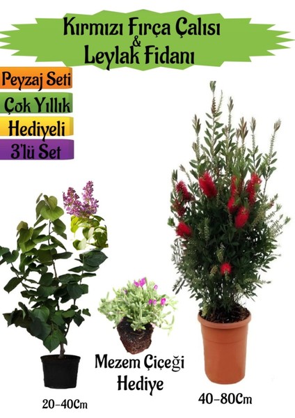 Kırmızı Fırça Çalısı+Kokulu Mor Leylak Fidanı+Mezem Çiçeği Hediyeli Peyzaj Seti