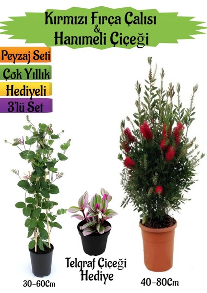 Kırmızı Fırça Çalısı+Kokulu Hanımeli Çiçeği+Telgraf Çiçeği Hediyeli Peyzaj Seti