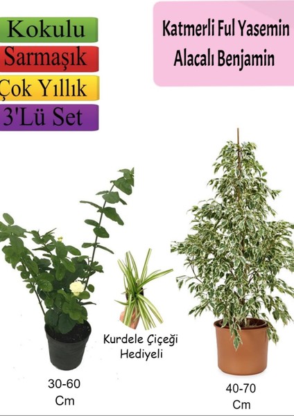 Beyaz Alacalı Benjamin Bitkisi+ Katmerli Ful Yasemin+ Kurdele Çiçeği Hediyeli