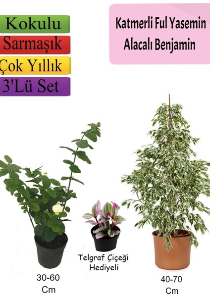 Beyaz Alacalı Benjamin Bitkisi+ Katmerli Ful Yasemin+ Telgraf Çiçeği Hediyeli