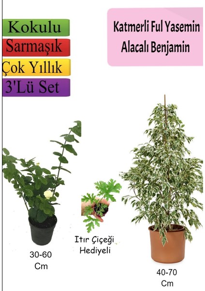 Beyaz Alacalı Benjamin Bitkisi+ Katmerli Ful Yasemin+ Itır Çiçeği Hediyeli