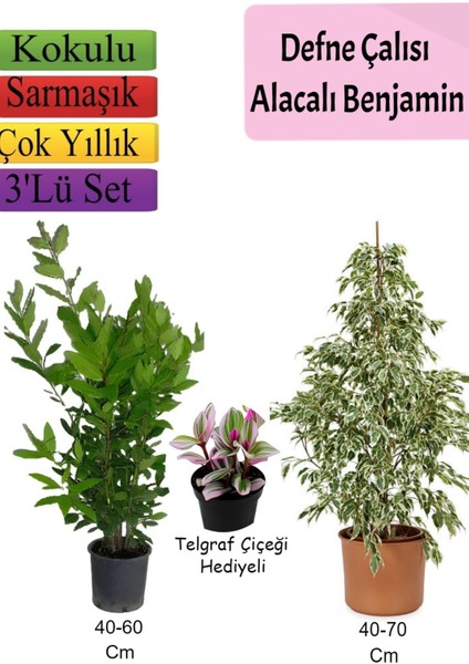 Beyaz Alacalı Benjamin Bitkisi+ Defne Çalısı+ Telgraf Çiçeği Hediyeli