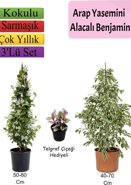 Beyaz Alacalı Benjamin Bitkisi+ Arap Yasemini+ Telgraf Çiçeği Hediyeli