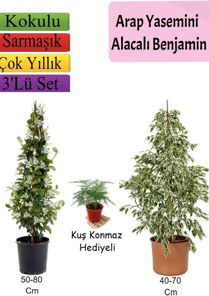 Beyaz Alacalı Benjamin Bitkisi+ Arap Yasemini+ Tül Çiçeği Hediyeli