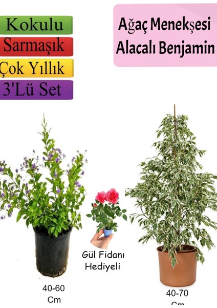 Bitkim Sende Beyaz Alacalı Benjamin Bitkisi+ Ağaç Menekşesi (Duranta)+ Gül Fidanı Hediyeli