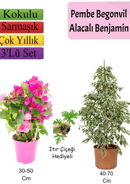 Beyaz Alacalı Benjamin Bitkisi+ Pembe Bodur Begonvil+ Itır Çiçeği Hediyeli