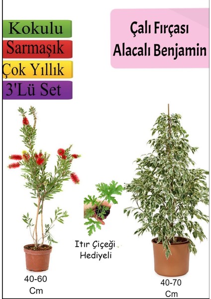 Beyaz Alacalı Benjamin Bitkisi+ Fırça Çalısı+ Itır Çiçeği Hediyeli