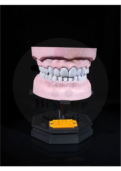 Alt ve Üst Diş Arkı - Dental Arch - Dekoratif Figür - 21 cm