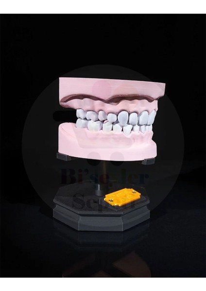 Alt ve Üst Diş Arkı - Dental Arch - Dekoratif Figür - 21 cm fiyatları