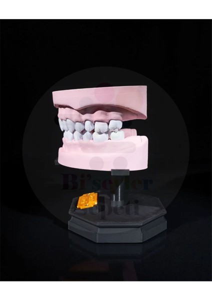 Alt ve Üst Diş Arkı - Dental Arch - Dekoratif Figür - 21 cm modelleri