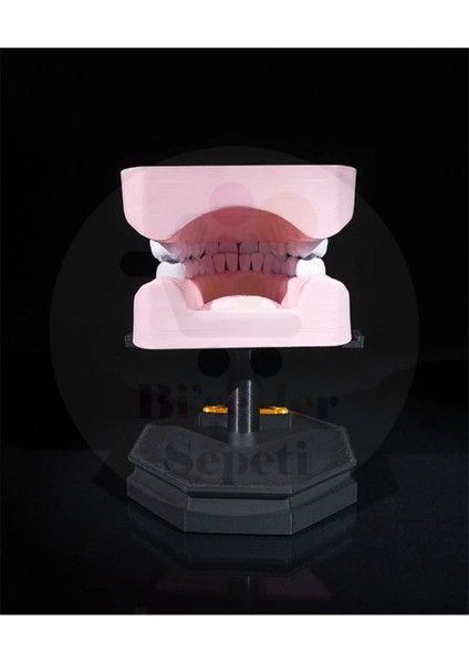 Alt ve Üst Diş Arkı - Dental Arch - Dekoratif Figür - 21 cm fırsatları
