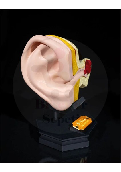 Iç ve Dış Kulak Anatomi - Outer And Inner Ear - Dekoratif Figür - 21 cm