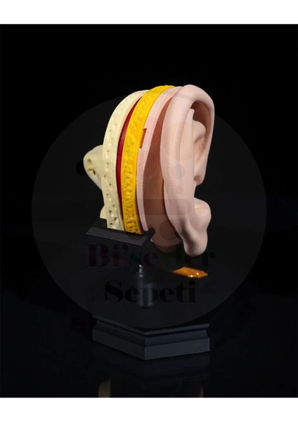 Iç ve Dış Kulak Anatomi - Outer And Inner Ear - Dekoratif Figür - 21 cm