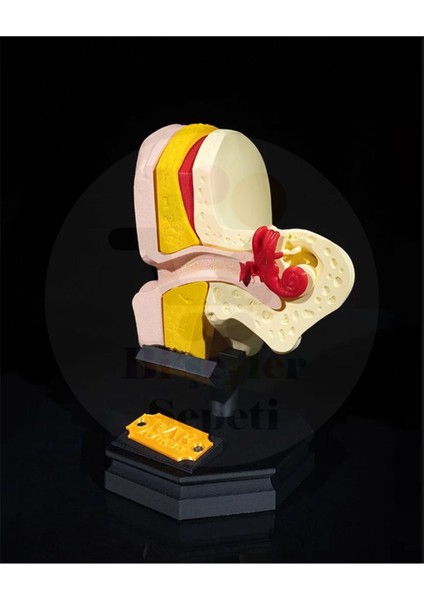 Iç ve Dış Kulak Anatomi - Outer And Inner Ear - Dekoratif Figür - 21 cm