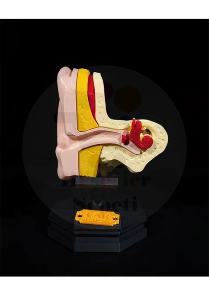 Iç ve Dış Kulak Anatomi - Outer And Inner Ear - Dekoratif Figür - 21 cm