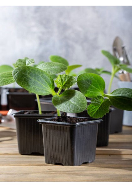 4 Adet Tüylü Salatalık Fidesi (5-10 Cm) ( Tohum Değildir Fidedir) fiyatları