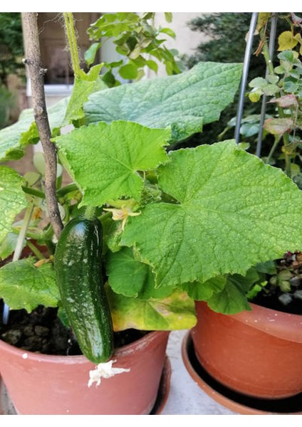 1 Adet Tüylü Salatalık Fidesi (5-10 Cm) ( Tohum Değildir Fidedir) modelleri