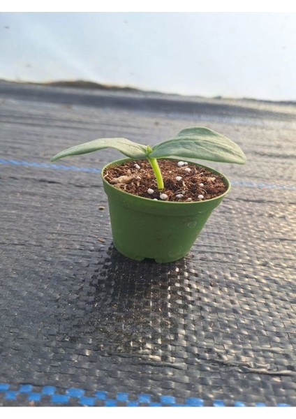 1 Adet Turşuluk Salatalık Fidesi (5-10 Cm) (Tohum Değildir Fidedir)