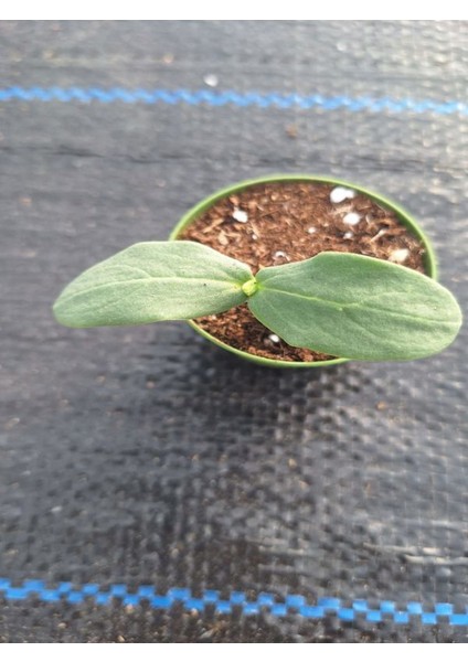 1 Adet Turşuluk Salatalık Fidesi (5-10 Cm) (Tohum Değildir Fidedir) fiyatları