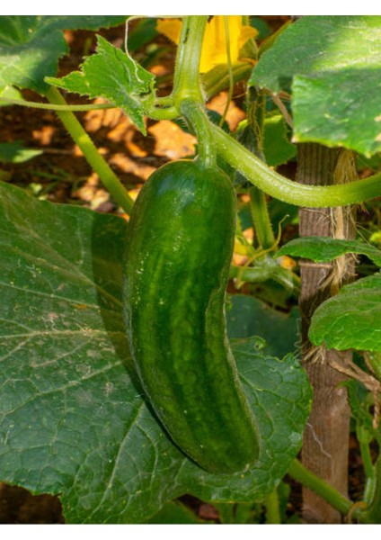 3 Adet Badem Salatalık Fidesi (5-10 Cm) ( Tohum Değildir Fidedir) modelleri