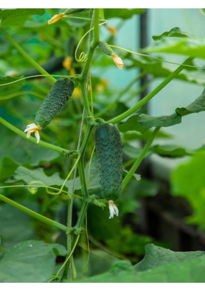 3 Adet Kornişon Salatalık Fidesi (5-10 Cm) ( Tohum Değildir Fidedir) modelleri