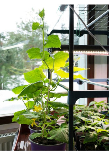 3 Adet Sırık (Askılık) Salatalık Fidesi (5-10 Cm) ( Tohum Değildir Fidedir) modelleri