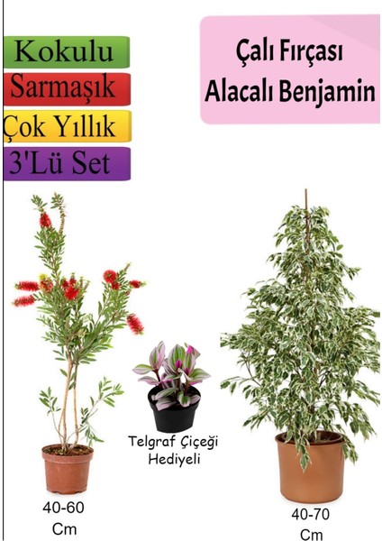 Serada Decor Plant Beyaz Alacalı Benjamin Bitkisi+ Fırça Çalısı+ Telgraf Çiçeği Hediyeli