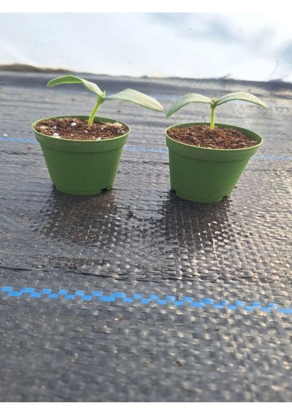 2 Adet Badem Salatalık Fidesi (5-10 Cm) ( Tohum Değildir Fidedir) fiyatları