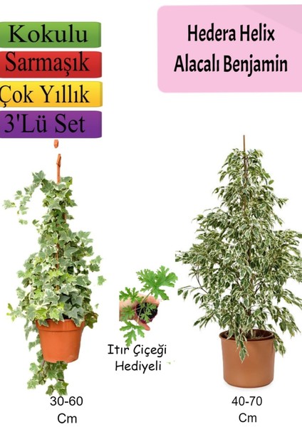 Alacalı Beyaz Benjamin Bitkisi+ Hedera Helix Sarmaşığı+ Itır Çiçeği Hediyeli