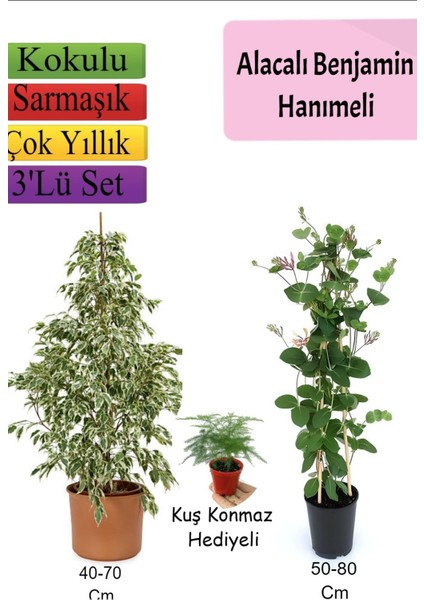 Alacalı Beyaz Benjamin Bitkisi+ Hanımeli+ Tül Çiçeği Hediyeli