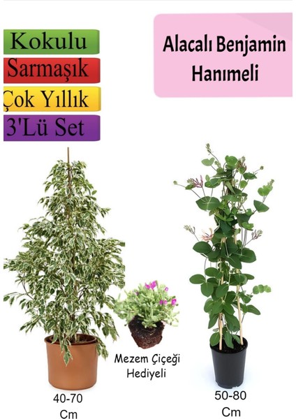 Alacalı Beyaz Benjamin Bitkisi+ Hanımeli+ Mezem Çiçeği Hediyeli