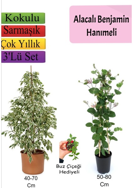 Alacalı Beyaz Benjamin Bitkisi+ Hanımeli+ Buz Çiçeği Hediyeli
