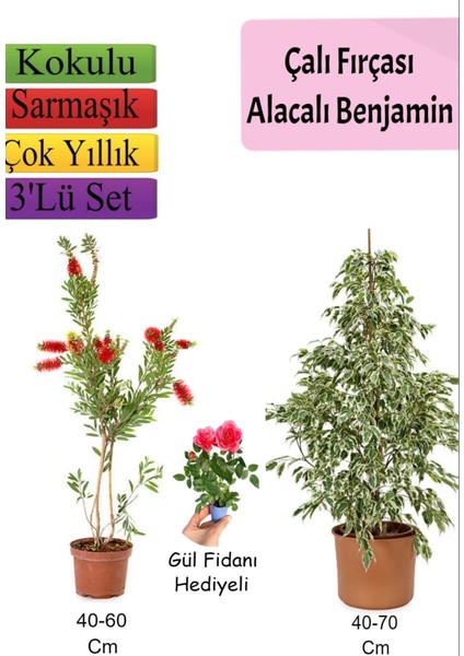 Beyaz Alacalı Benjamin Bitkisi+ Fırça Çalısı+ Gül Fidanı Hediyeli