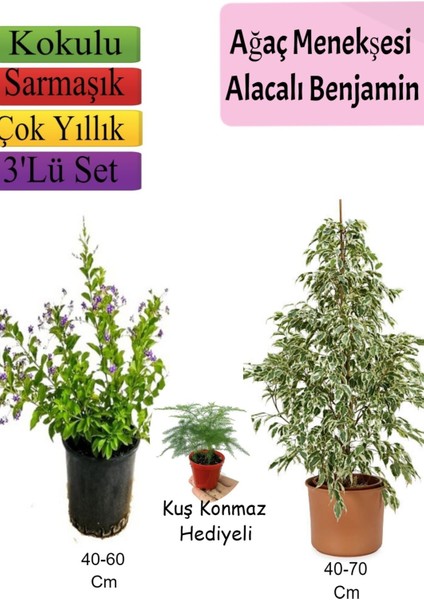 Beyaz Alacalı Benjamin Bitkisi+ Fırça Çalısı+ Tül Çiçeği Hediyeli